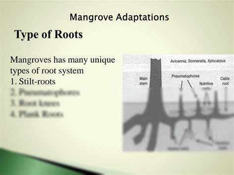 SOLUTION: Mangrove adaptation and reproduction - Studypool