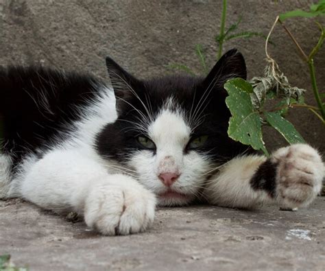 Homeless Man Antonio Garcia's Alley Cat Colony Saved After Death ...