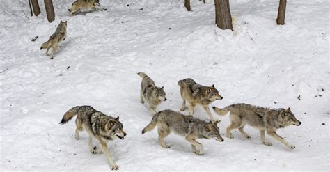 Image result for Wolves Facts