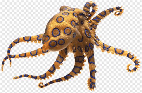 Image result for Blue-Ringed Octopus Eating