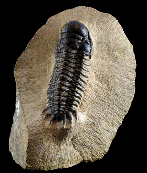 World Fossils - Trilobites