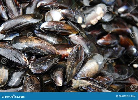 Image result for Mussel Shells Use