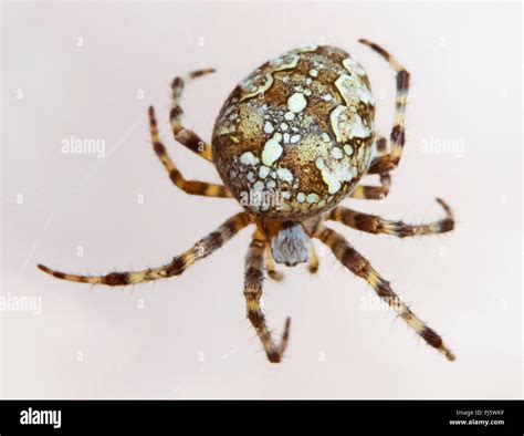 cross orbweaver, European garden spider, cross spider (Araneus ...