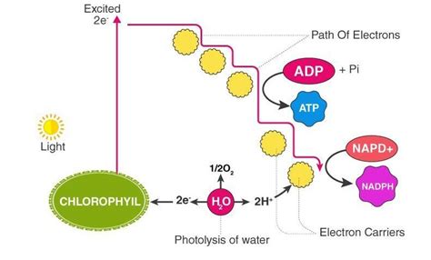 Analysis the table given below and fill in the blanks a,b,c,d. - Brainly.in