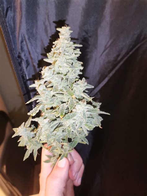 Image result for Alien vs Triangle Strain