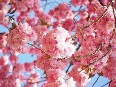 Image result for String Pattern Vector BW
