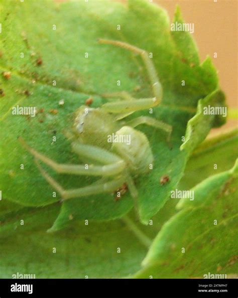 Crab Spiders (Thomisidae) Arachnida Stock Photo - Alamy