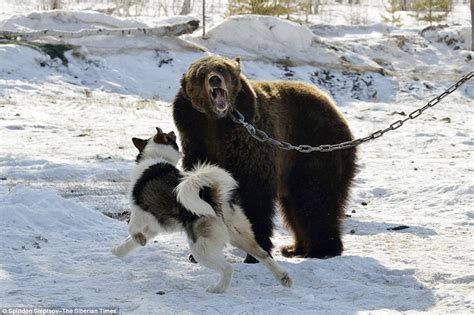 【讲科学】北美洲古老犬种-加拿大爱斯基摩犬