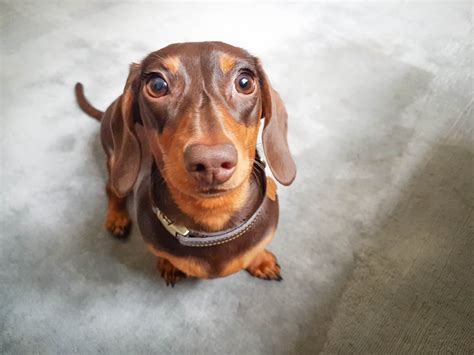 The Best 100 Wiener Dog Names For Your Puppy! (2024) - We Love Doodles