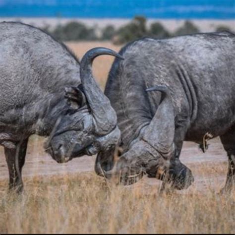 Johnny Depp And Domestic Violence - What Does it All Mean (播客) | Listen ...