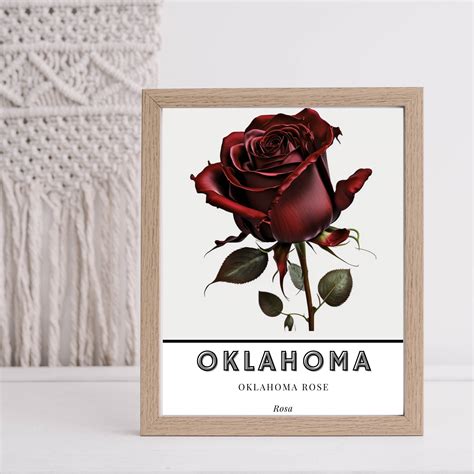 Oklahoma State Flower Art for Home Decor, Oklahoma Rose, Watercolor ...