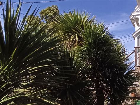 Image result for Redmi Note 8 Teste Camera