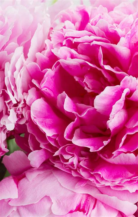 Pink Peonies: 50 Gorgeous Pink Flowering Plant Varieties 🪴 Learn how to ...