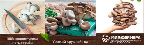 Домашняя грибница вешенки: отзывы, инструкция и где купить