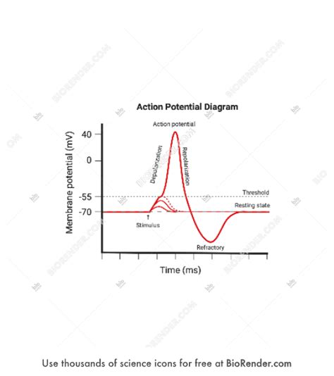 Action Potential Graph 的图像结果