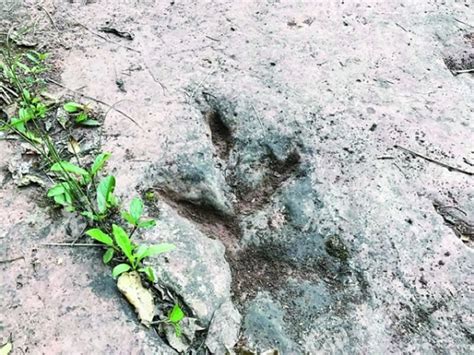 贵州习水县河边疑似发现60多枚恐龙脚印化石 - 神秘的地球 科学|自然|地理|探索