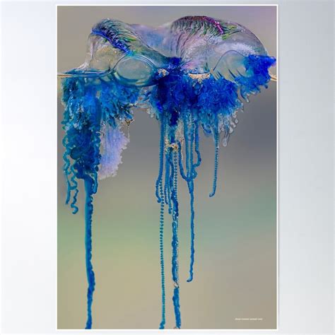 Australian Blue Bottle Jellyfish Poster Wall Art, Modern Wall Decor For ...