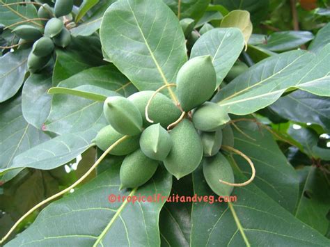 Wild Badam Tree: Nutritional Value, Shade Provider, and Biodiversity H ...