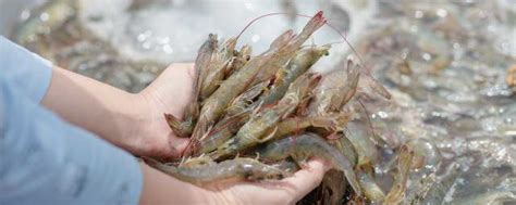 小龙虾的4种家常做法，1招完整剥虾黄，3个处理小技巧，干净卫生，吃得放心。 - YouTube