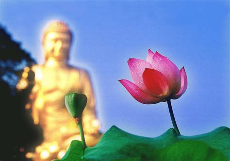 佛教的五种神圣莲花－－学佛网