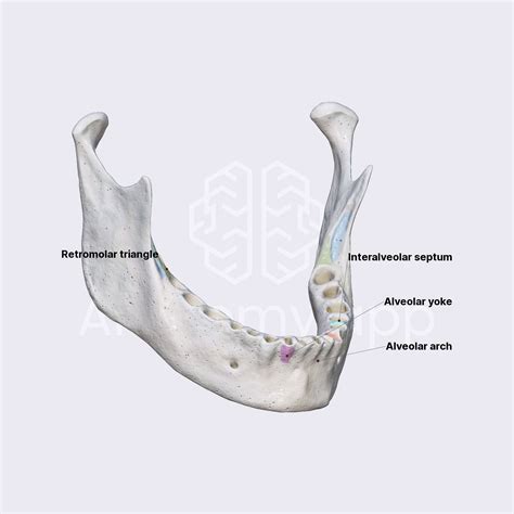 Alveolar Process What Is The Alveolar Bone And What Is Its Function?