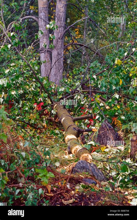 Image result for Avator Tree Fall