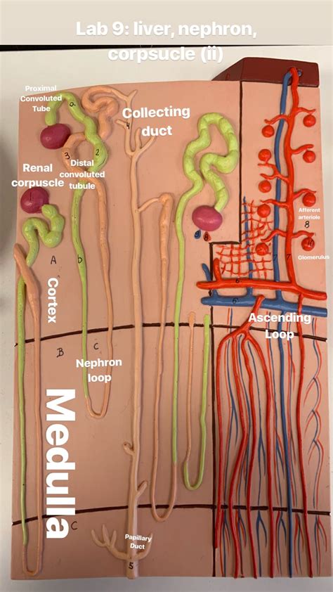 Labeled Nephron Model