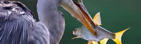 Download wallpaper fish, beak, hunting, grey Heron, section animals in ...