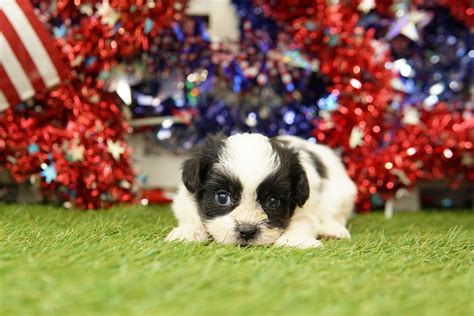 Cockapoo — Heritage Puppies