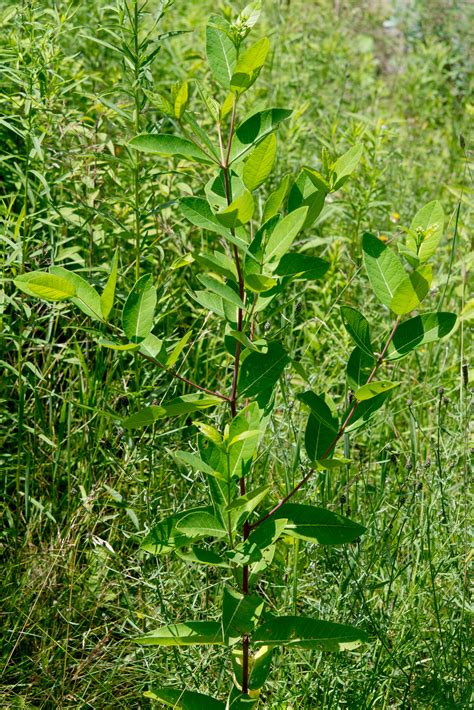 Apocynum cannabinum (Dogbane)