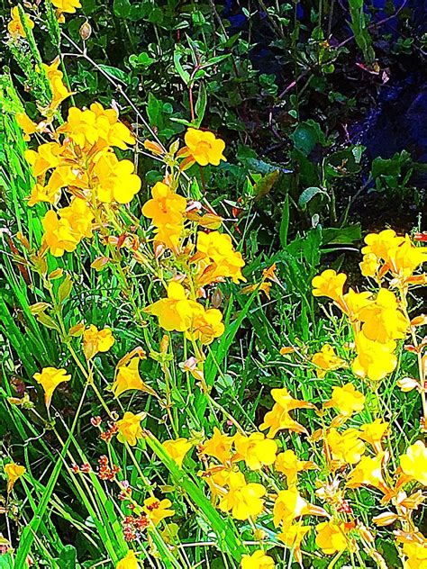 TAMARACK LODGE (Tahoe City) - Motel Reviews, Photos, Rate Comparison ...