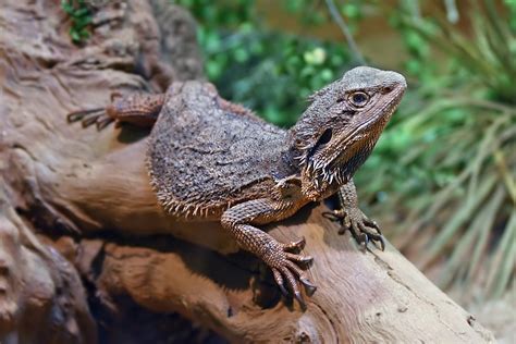 Eastern bearded dragon - Wikipedia
