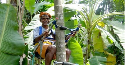 This Farmer Makes An Inventive Device To Help Him Pick Coconuts ...