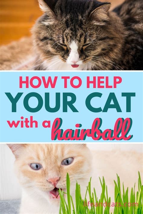 Image result for Cat Stack Sticker