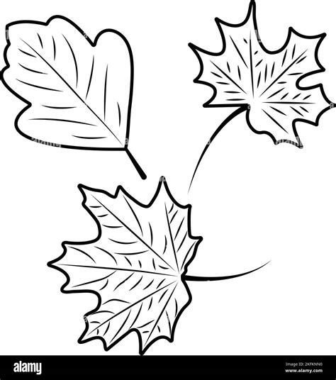 Fall Leaf Clip Art Black And White