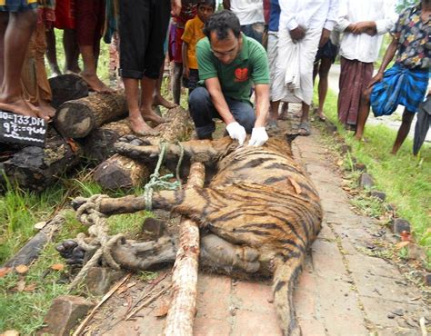International Tiger Day 2023: Panthera study finds Bangladesh ...