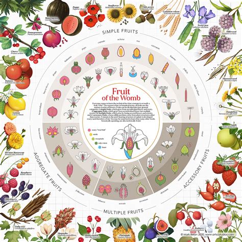 The Botanical Classification of Fruit | Images :: Behance