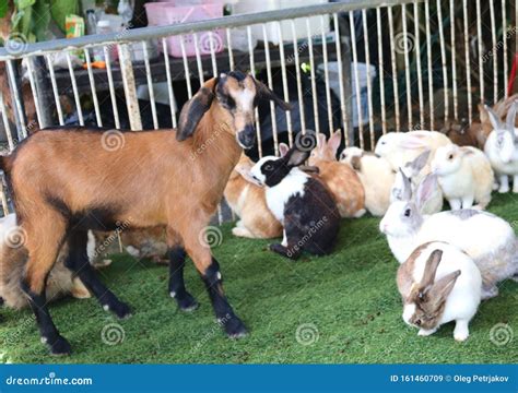 Goat and Rabbits in Tropical Animal Park in Asia in Phuket Stock Image ...