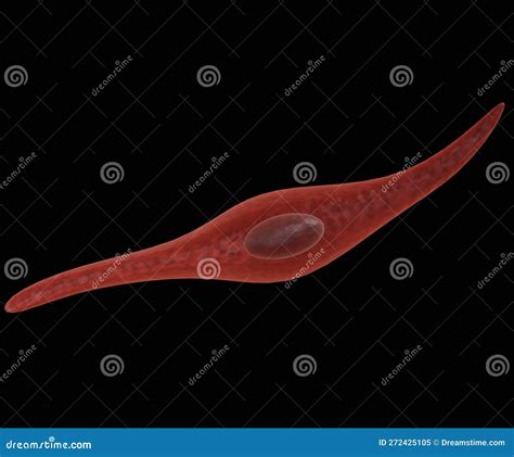Spindle Shape 的图像结果