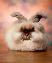 Image result for Angora Baby Bunnies