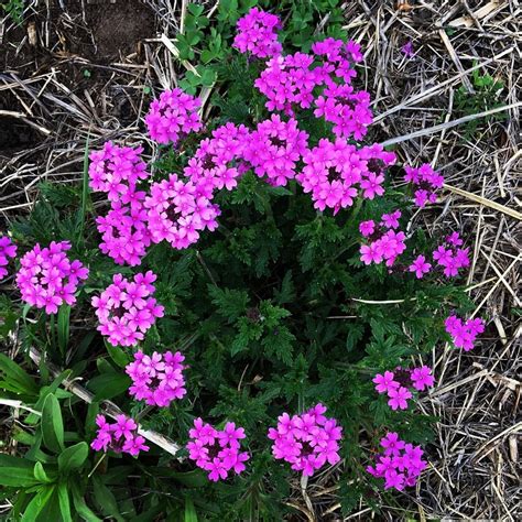 Local Food Movement 的图像结果