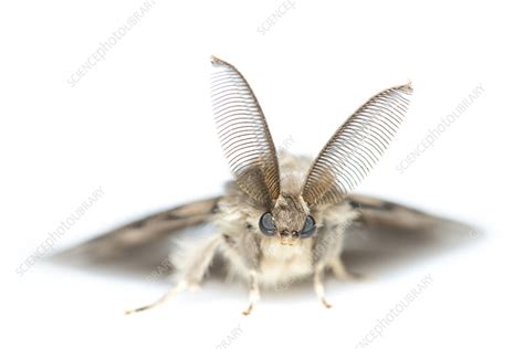 Large-Scale Gypsy Moth Engine 的图像结果