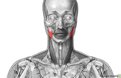 Image result for Masseter Muscle Trigger Point