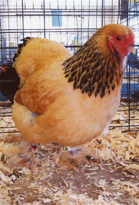 Buff Brahma Bantam Chickens for Sale | Cackle Hatchery®