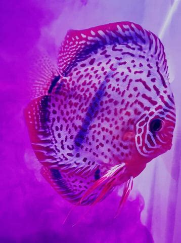 Image result for Discus Fish Care Guide