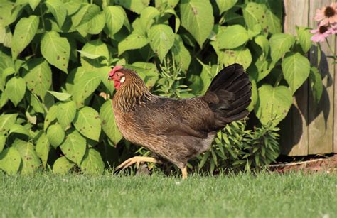 Brown Leghorn Rooster