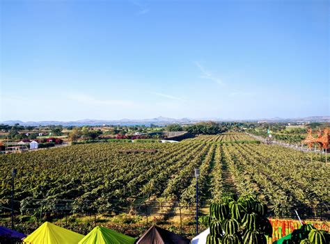 Top 10 Grape producing countries in the world - production and area ...