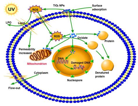 Recent Advances in TiO2 Films Prepared by Sol-Gel Methods for ...