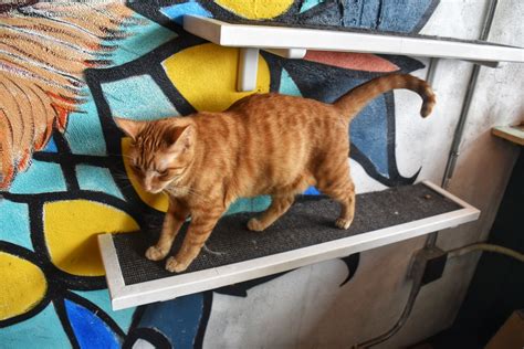 Our First Exciting Experience at Java Cats Cafe Atlanta