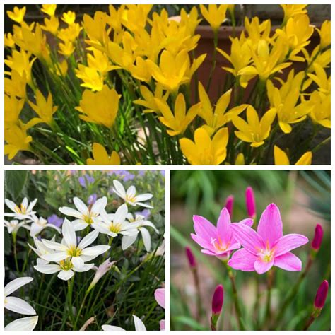 Winter Bulb Bundle — Buy 5 Get 5 Free (+ Free Growth Booster) – Plant ...